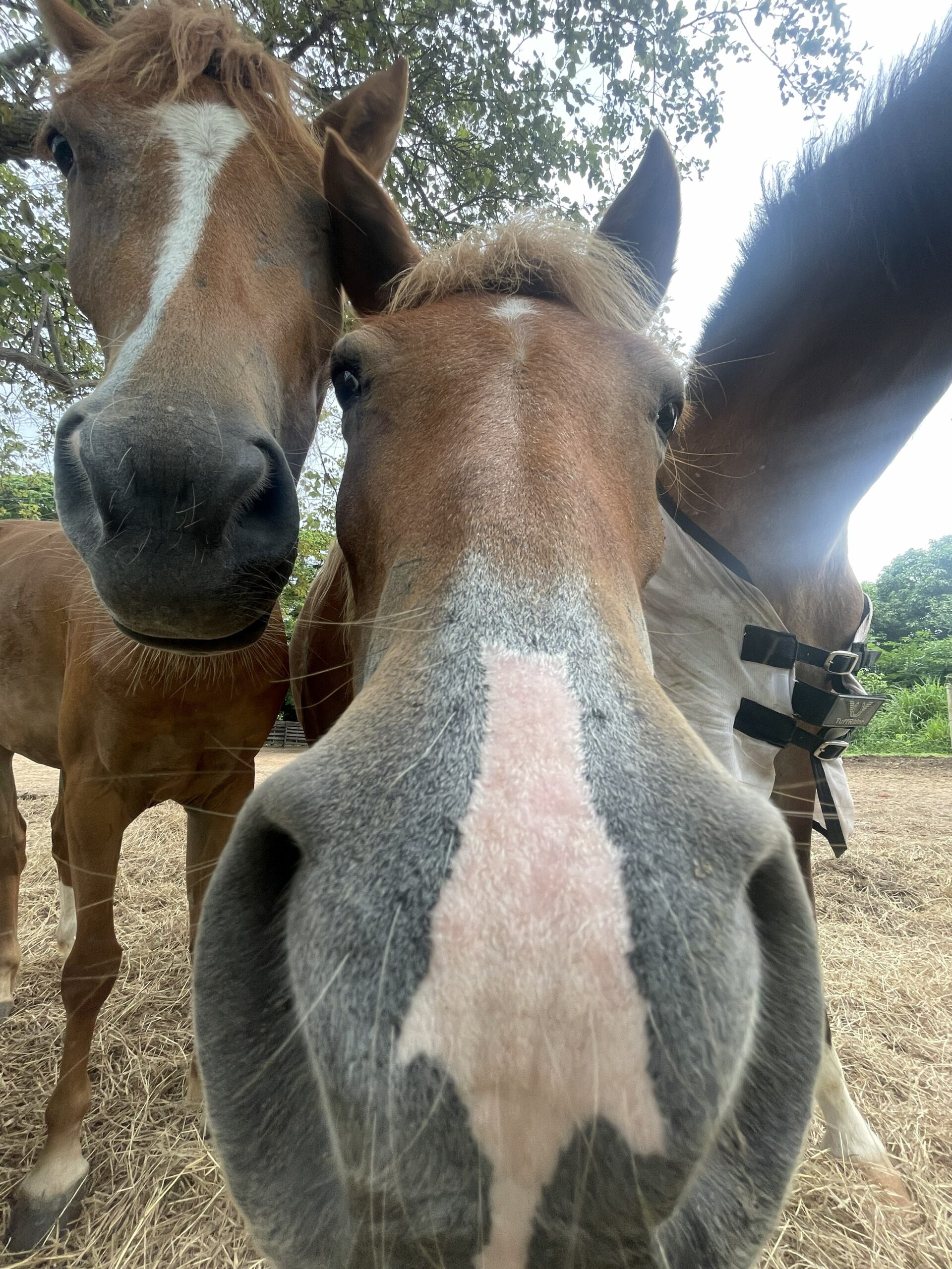 horse-face
