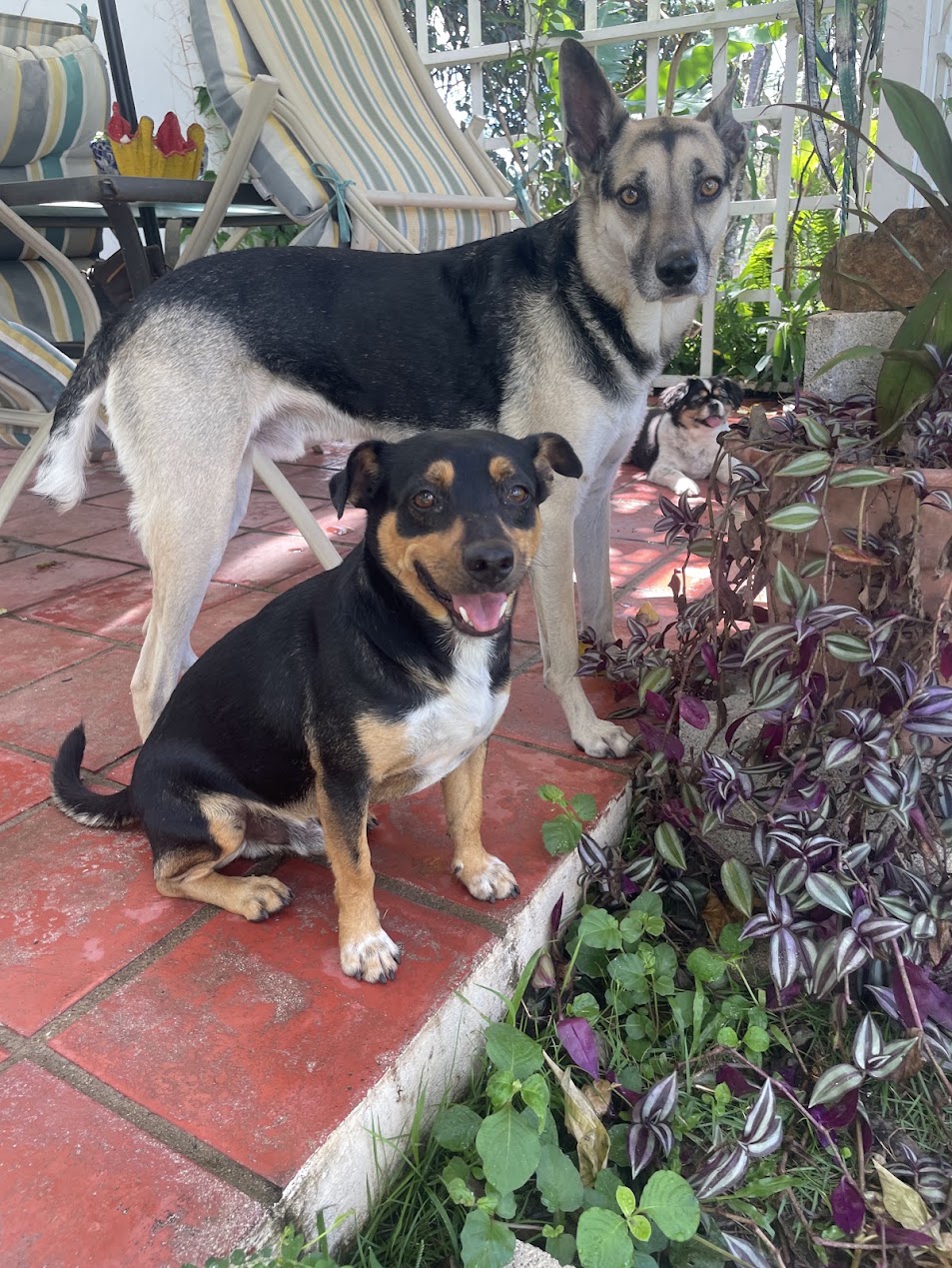 3dogs-sanctuary