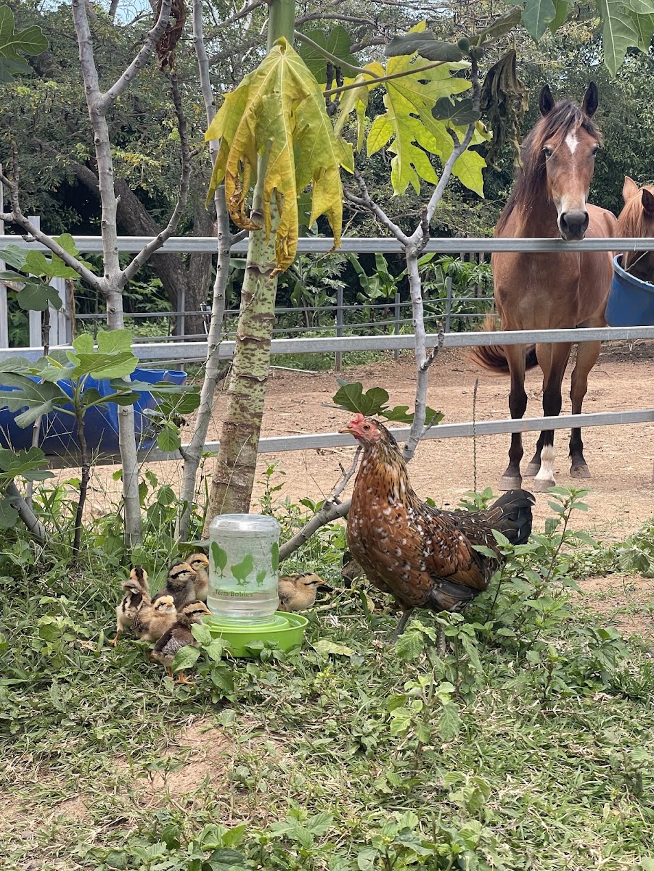 chicks-sanctuary