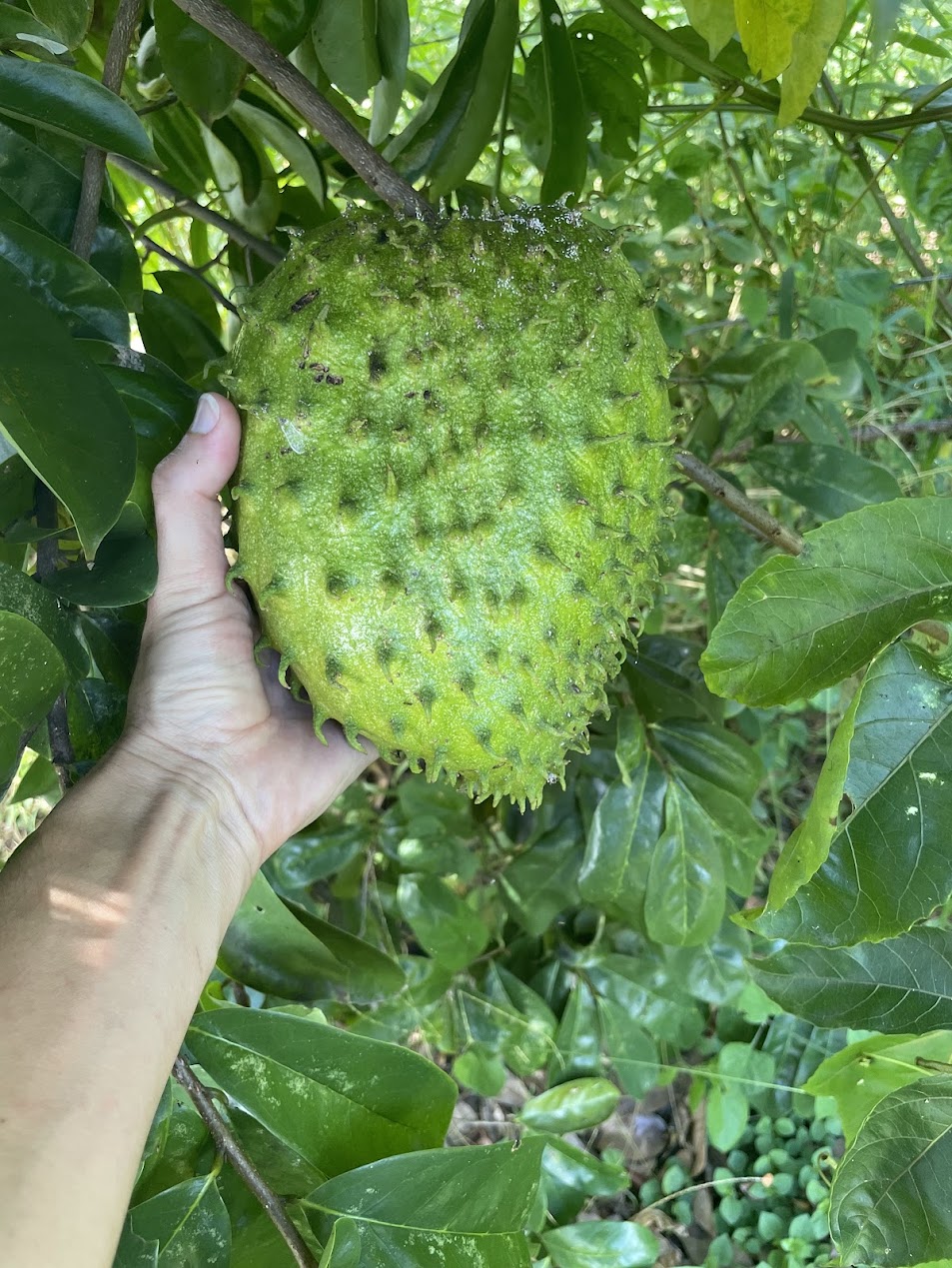 fruit-sanctuary