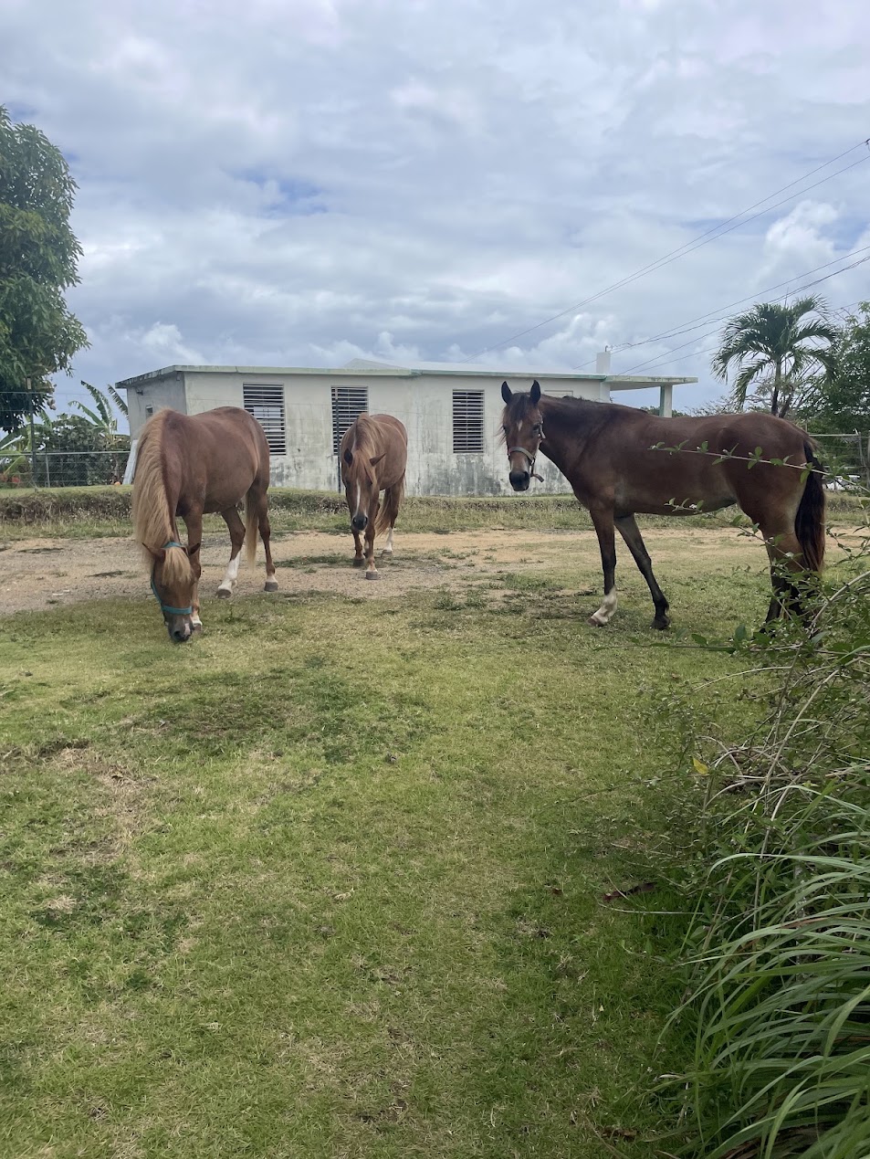 horses-grazing-sanctuary