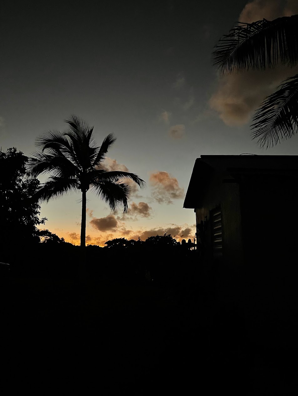 palm-silouhette-sanctuary