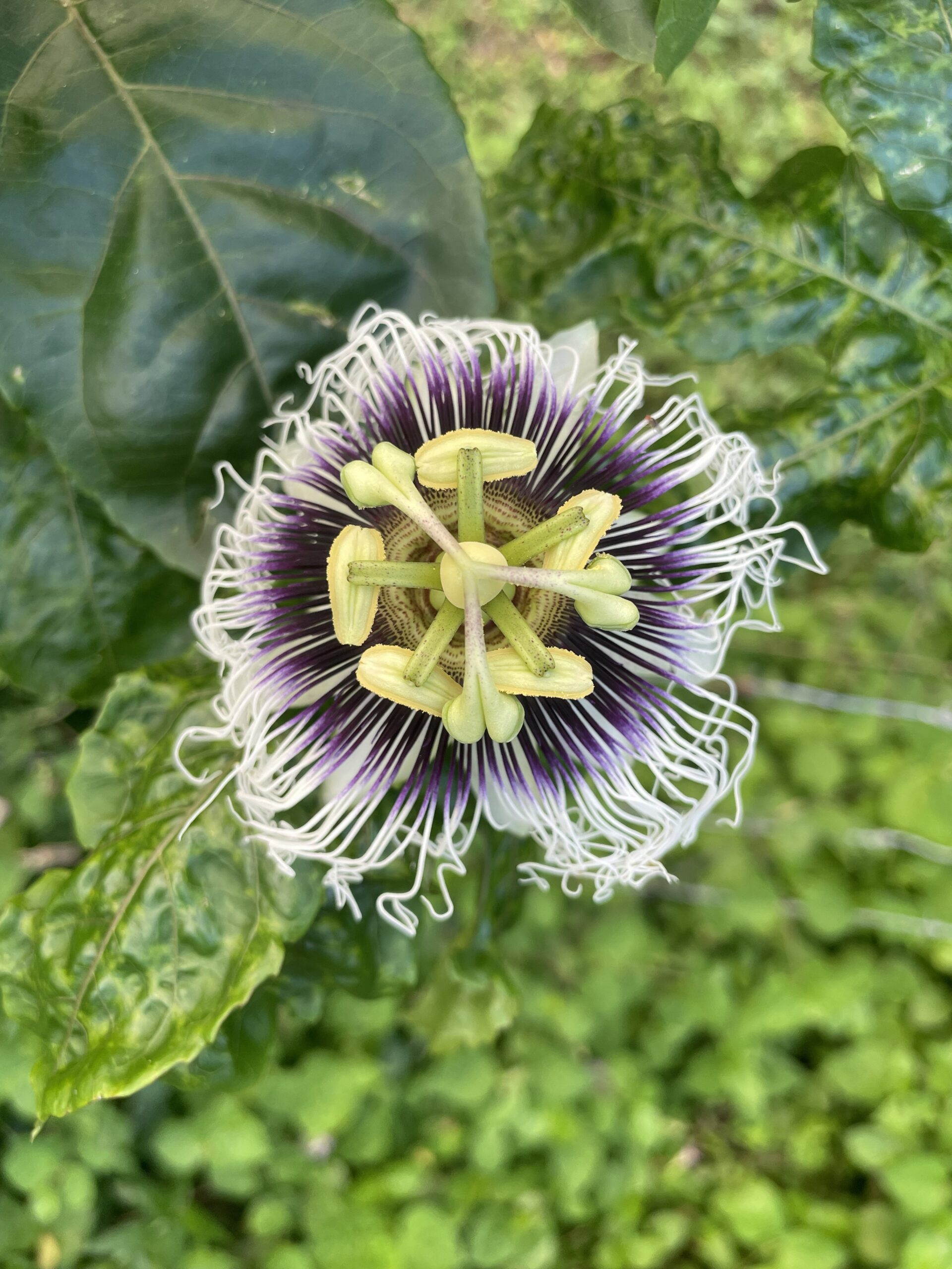passion-flower